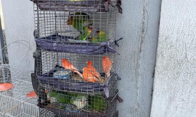 Rescatan a aves comercializadas de manera ilegal