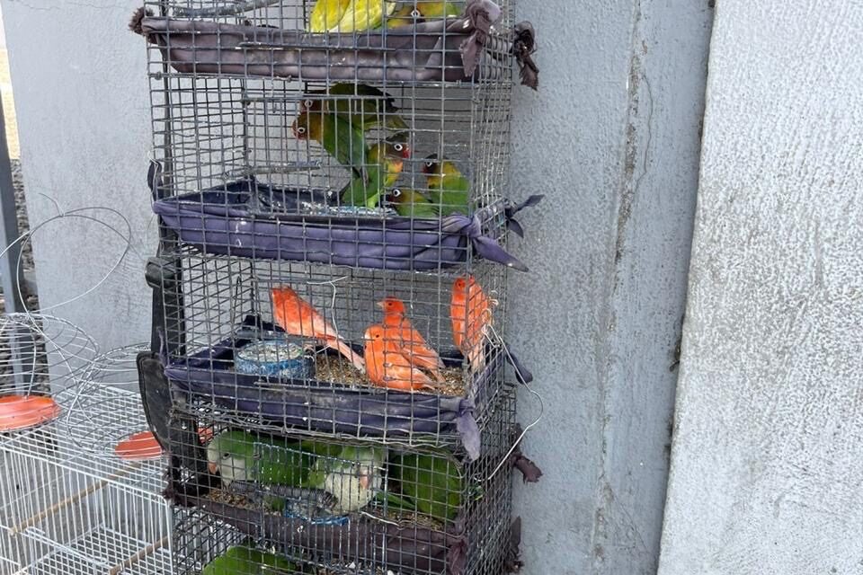 Rescatan a aves comercializadas de manera ilegal