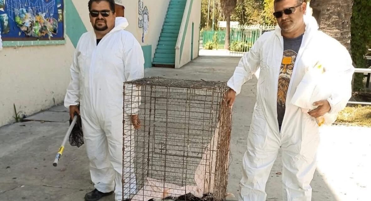 SIMPATT rescata a cuatro zorrillos hallados en plantel educativo