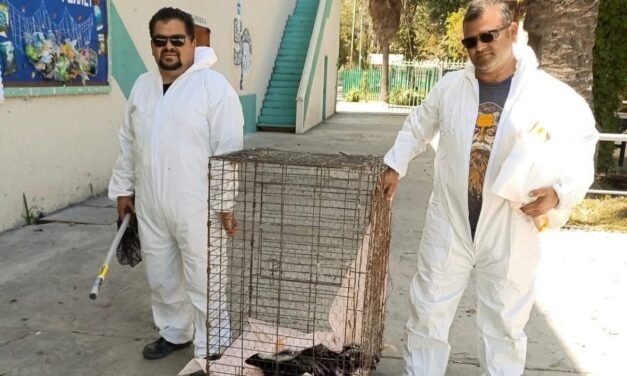 SIMPATT rescata a cuatro zorrillos hallados en plantel educativo