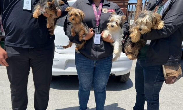 Rescata Gobierno Municipal caninos que eran comercializados en mercado sobre ruedas