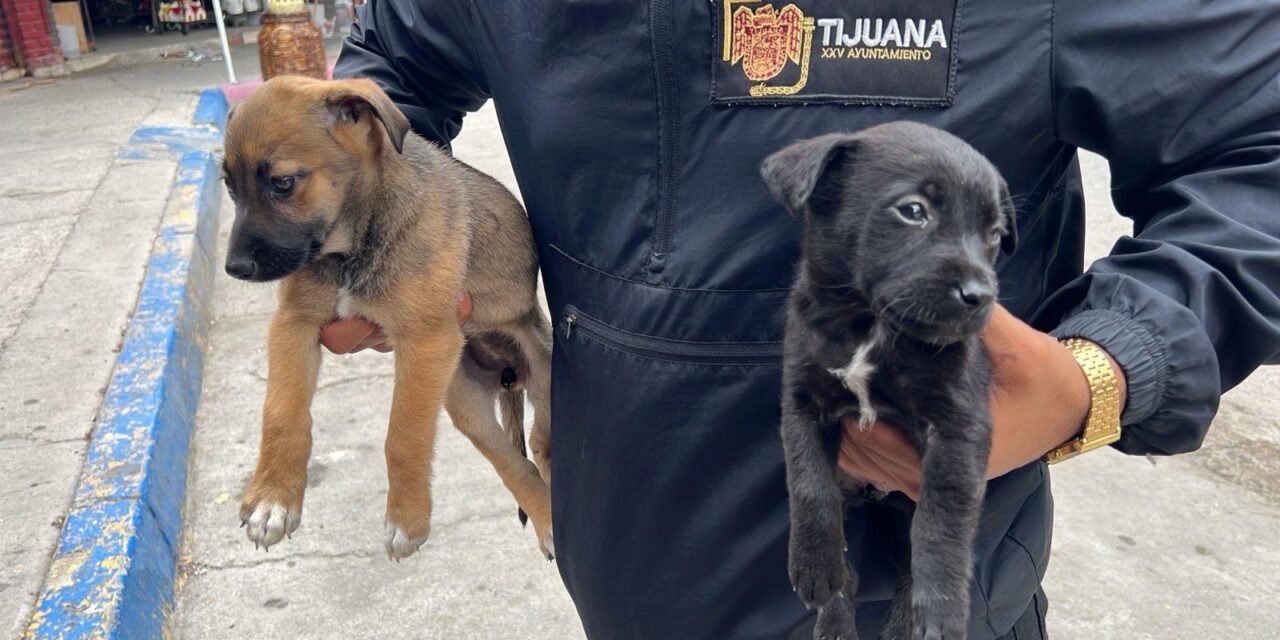 Rescata Gobierno Municipal dos cachorros que eran comercializados ilegalmente en la Garita de San Ysidro