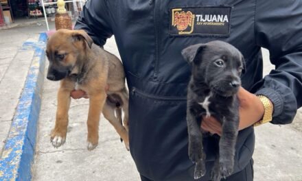 Rescata Gobierno Municipal dos cachorros que eran comercializados ilegalmente en la Garita de San Ysidro