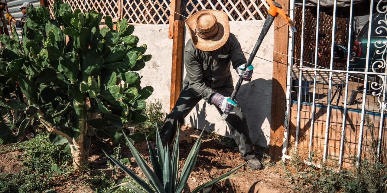 Realiza Gobierno de Tijuana macro jornada de forestación ‘Respiremos Verde’