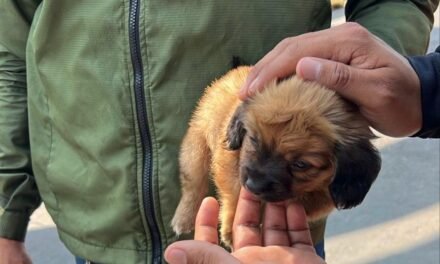 Rescata Gobierno Municipal de Tijuana a canino que era vendido ilegalmente en vía pública