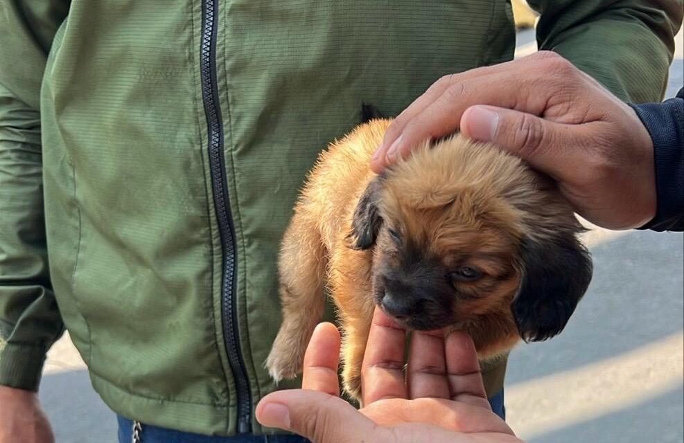 Rescata Gobierno Municipal de Tijuana a canino que era vendido ilegalmente en vía pública