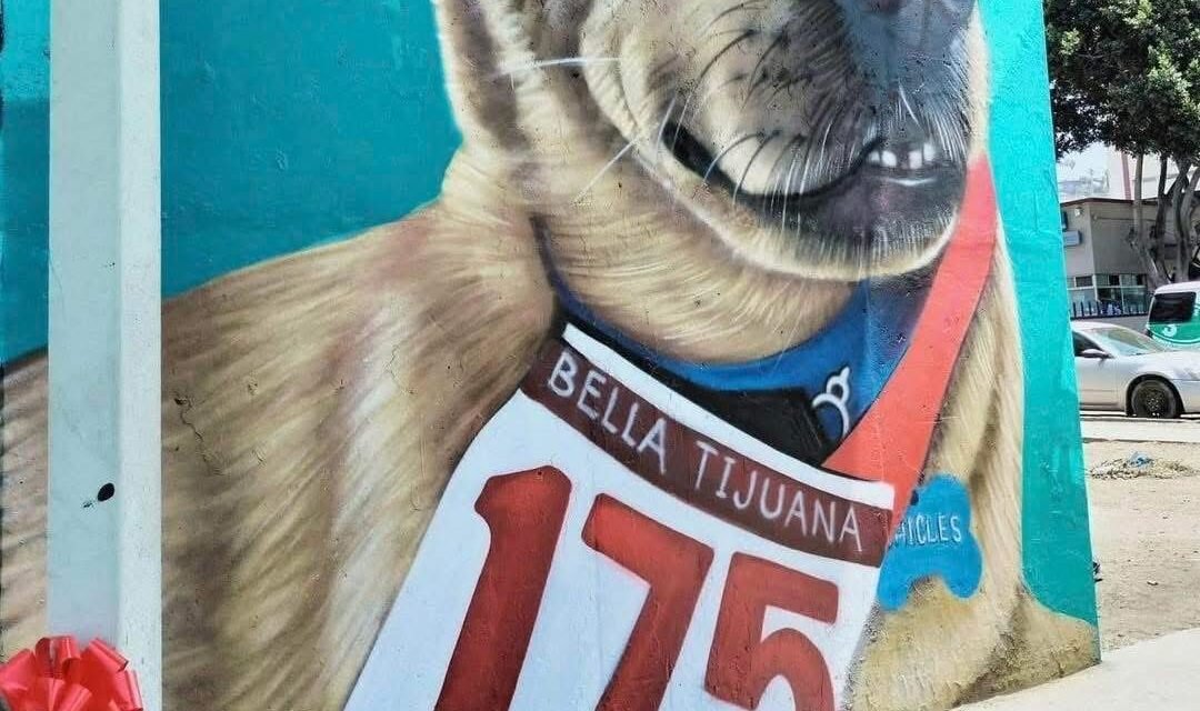 “Chicles”, el perro corredor tijuanense, falleció víctima de envenenamiento