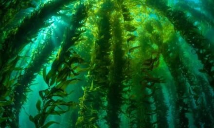 FORTALECE GOBIERNO ESTATAL PLAN DE ACCIÓN PARA RESCATE DE BOSQUES DE MACROALGAS