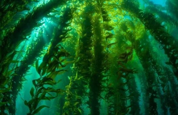 FORTALECE GOBIERNO ESTATAL PLAN DE ACCIÓN PARA RESCATE DE BOSQUES DE MACROALGAS