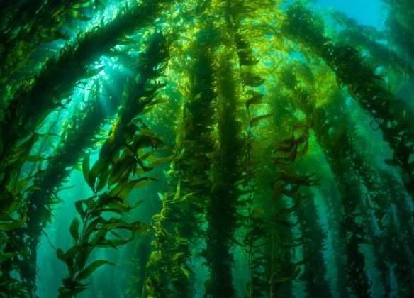 FORTALECE GOBIERNO ESTATAL PLAN DE ACCIÓN PARA RESCATE DE BOSQUES DE MACROALGAS