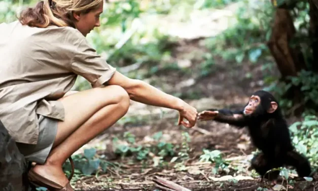 Muere Jane Goodall, la mujer que cambió la comprensión de los chimpancés