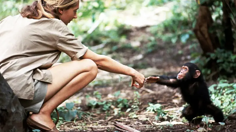 Muere Jane Goodall, la mujer que cambió la comprensión de los chimpancés