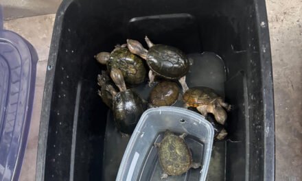 Detienen a traficante de animales en Playas de Tijuana