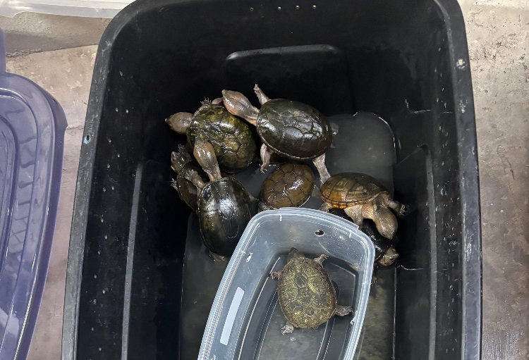 Detienen a traficante de animales en Playas de Tijuana