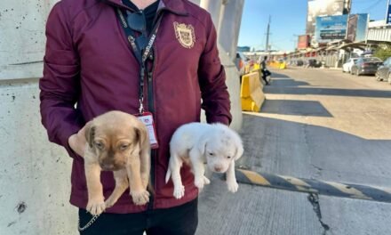 Refuerza  Tijuana operativos para la protección y el bienestar de los seres sintientes