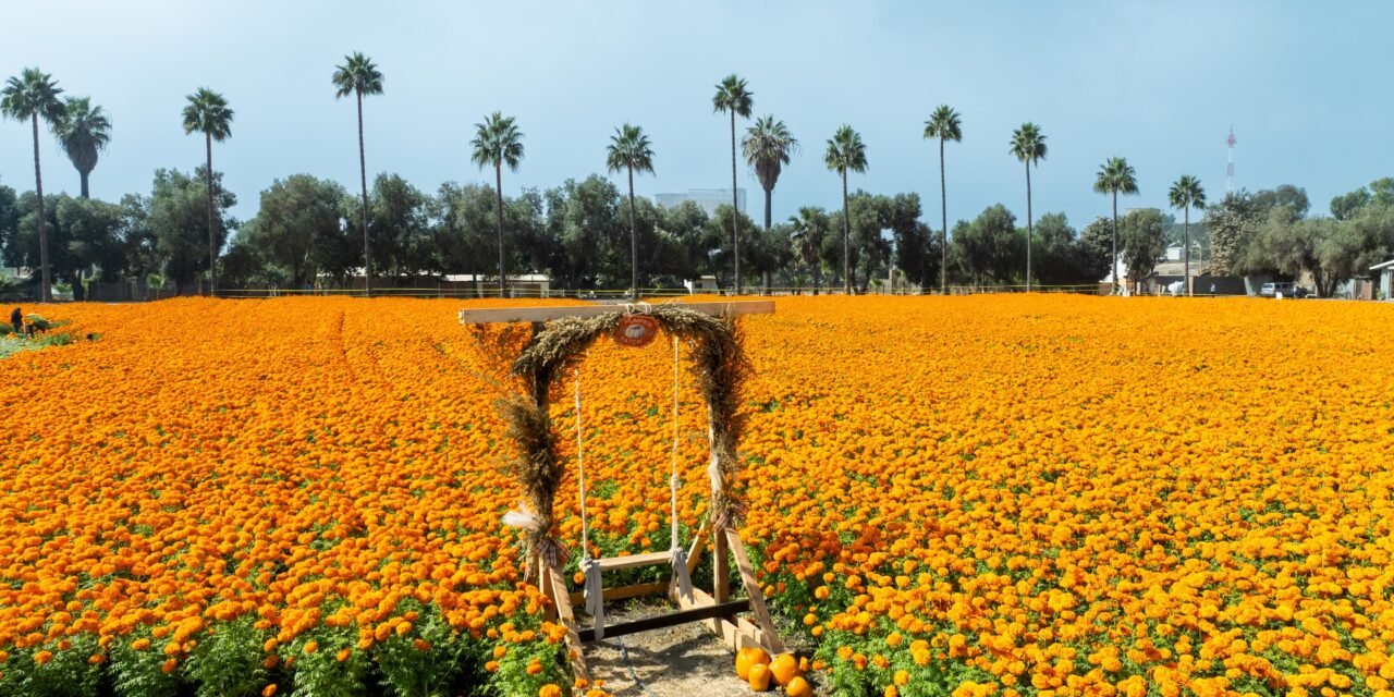 INICIA LA TEMPORADA DE CEMPASÚCHIL EN LA RUTA DE LAS FLORES