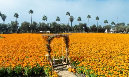 INICIA LA TEMPORADA DE CEMPASÚCHIL EN LA RUTA DE LAS FLORES