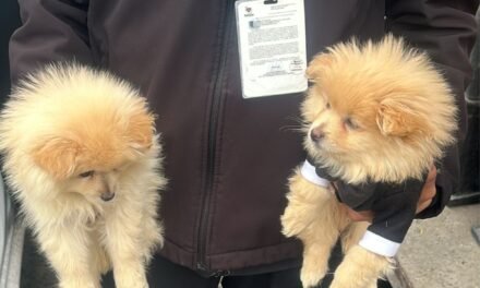 Rescatan a dos perritos que intentaban vender en la calle gracias a una denuncia ciudadana