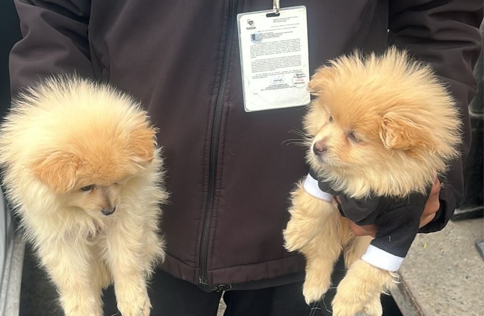 Rescatan a dos perritos que intentaban vender en la calle gracias a una denuncia ciudadana