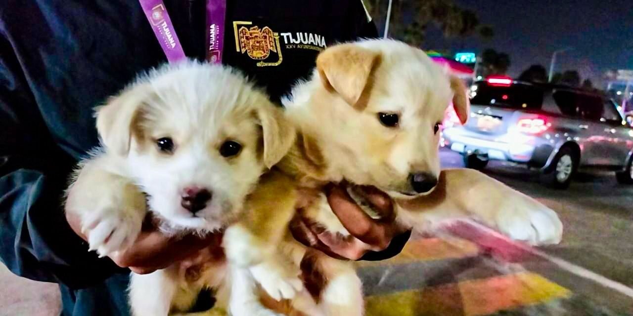 Rescatan a cuatro cachorros víctimas de venta ilegal