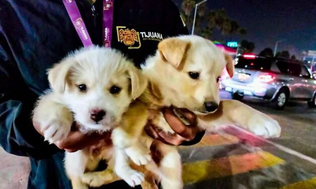 Rescatan a cuatro cachorros víctimas de venta ilegal