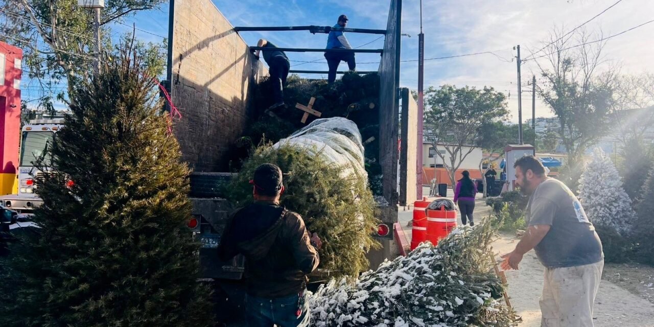 Recaba Gobierno Municipal de Tijuana más de 2 mil árboles como parte de la campaña de reciclaje