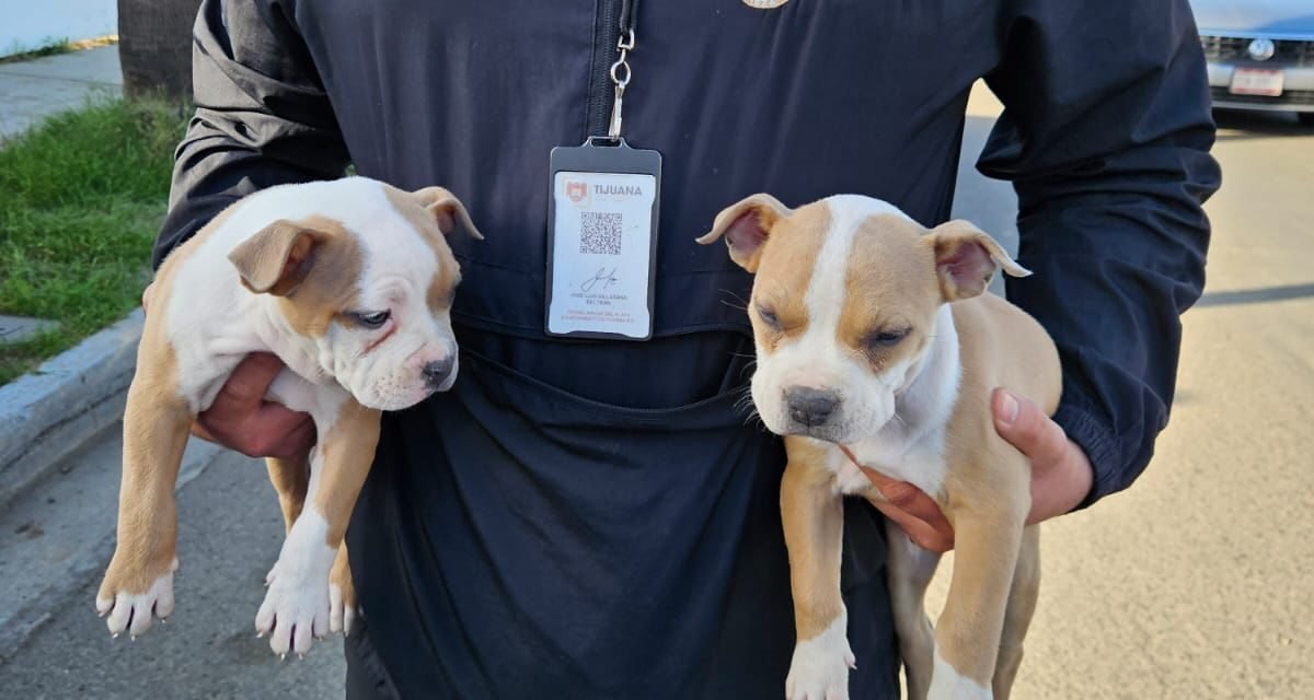Rescatan a cuatro caninos que eran presuntamente comercializados en la vía pública