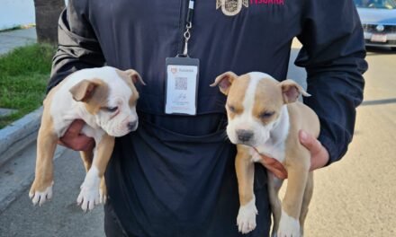 Rescatan a cuatro caninos que eran presuntamente comercializados en la vía pública