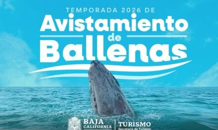 INVITA TURISMO A DISFRUTAR EL AVISTAMIENTO DE BALLENA GRIS EN ENSENADA