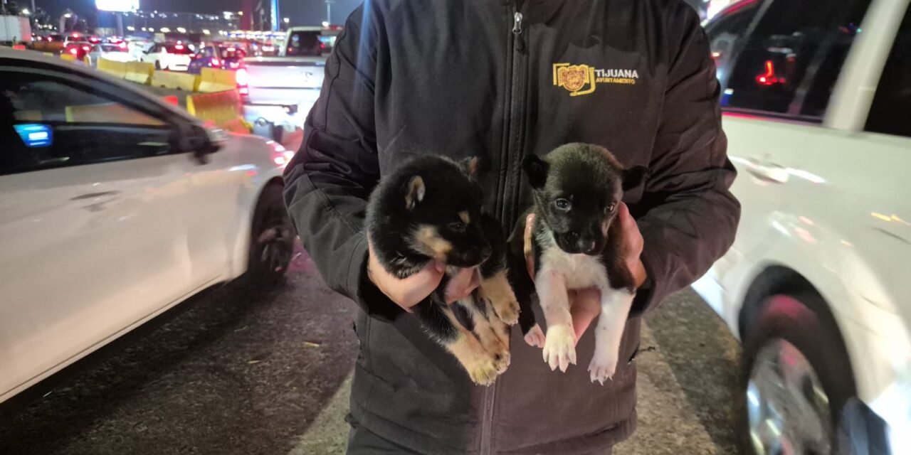 Rescatan a dos cachorros que eran comercializados en las inmediaciones de la Garita de San Ysidro