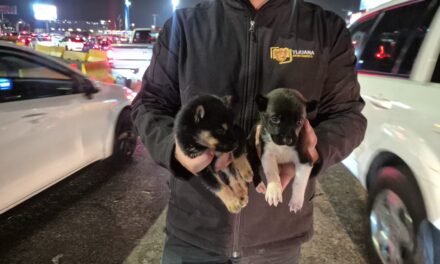 Rescatan a dos cachorros que eran comercializados en las inmediaciones de la Garita de San Ysidro