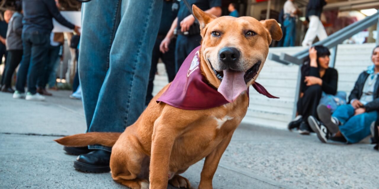 Declara Ismael Burgueño a Palacio Municipal como espacio pet friendly