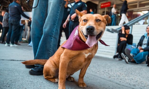 Declara Ismael Burgueño a Palacio Municipal como espacio pet friendly
