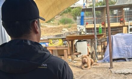 Rescatan a perrito que era maltratado