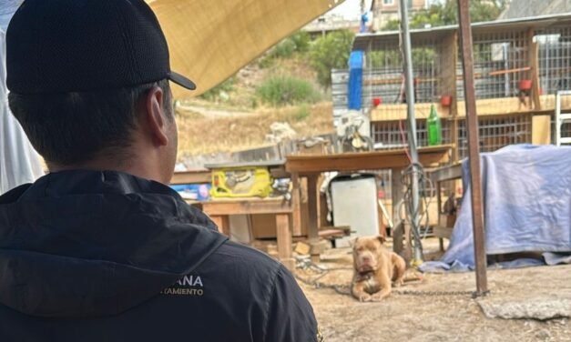 Rescatan a perrito que era maltratado