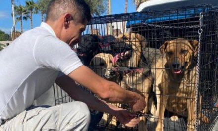 Rescatan a siete lomitos encerrados en un patio de Tijuana