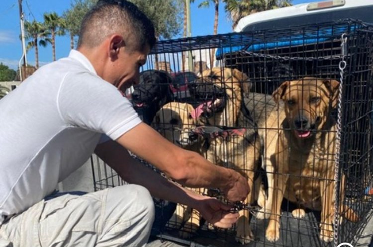 Rescatan a siete lomitos encerrados en un patio de Tijuana