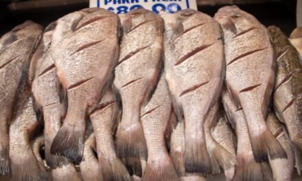 EMITEN RECOMENDACIONES DE SALUD PARA EL CONSUMO SEGURO DE PESCADOS Y MARISCOS EN SEMANA SANTA