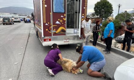 Atiende Gobierno de Tijuana de manera oportuna incendio en el Cañón del Padre
