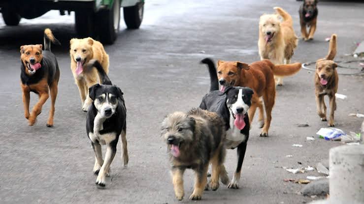 INVITA SECRETARÍA DE MEDIO AMBIENTE A DENUNCIAR CRUELDAD Y ABANDONO DE ANIMALES