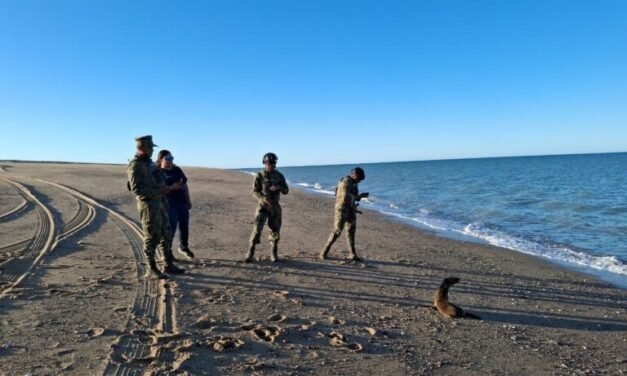 Rescatan a lobo marino en playas de San Felipe