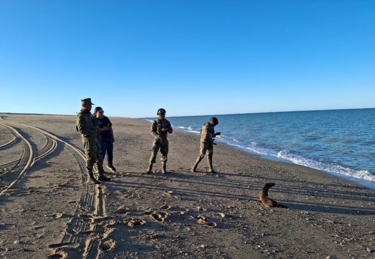 Rescatan a lobo marino en playas de San Felipe