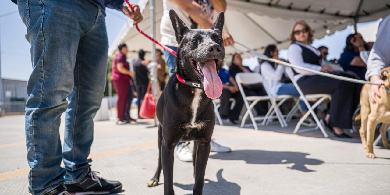 Pone en marcha Ismael Burgueño Unidades Móviles de Esterilización ‘Tijuana Ciudad Perruna y Gatuna