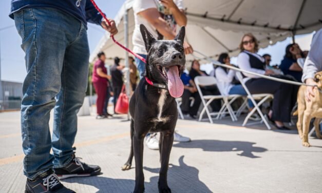 Pone en marcha Ismael Burgueño Unidades Móviles de Esterilización ‘Tijuana Ciudad Perruna y Gatuna