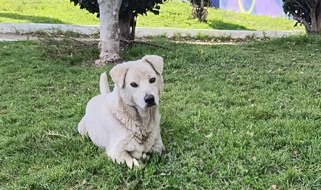Buscan hogar para «Osito», perrito abandonado en parque de Tijuana