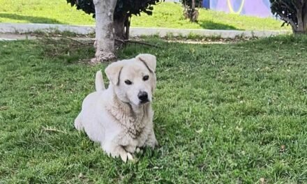 Buscan hogar para «Osito», perrito abandonado en parque de Tijuana