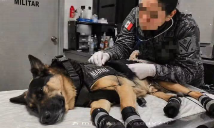 Max, perro rescatista mexicano, salva a 10 víctimas en Venezuela