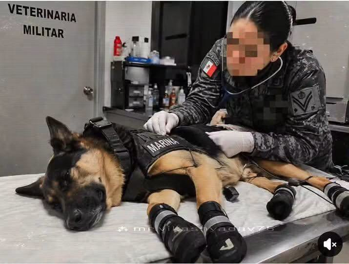 Max, perro rescatista mexicano, salva a 10 víctimas en Venezuela