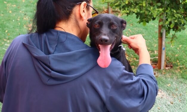SECRETARÍA DE MEDIO AMBIENTE ALERTA SOBRE RIESGOS DE GOLPE DE CALOR EN PERROS Y GATOS