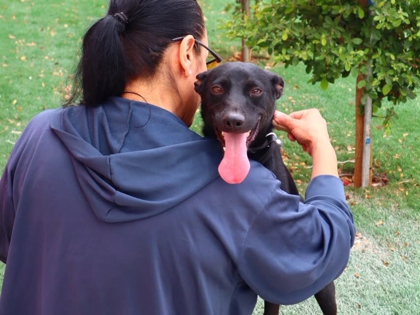 SECRETARÍA DE MEDIO AMBIENTE ALERTA SOBRE RIESGOS DE GOLPE DE CALOR EN PERROS Y GATOS